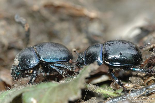 Waldmistkäfer, Anoplotrupes stercorosus, zwei Käfer, seitlich, vielleicht beim Vorspiel zur Paarung, Wald bei Ossenfeld, Ossenfeld (Göttingen), Deutschland