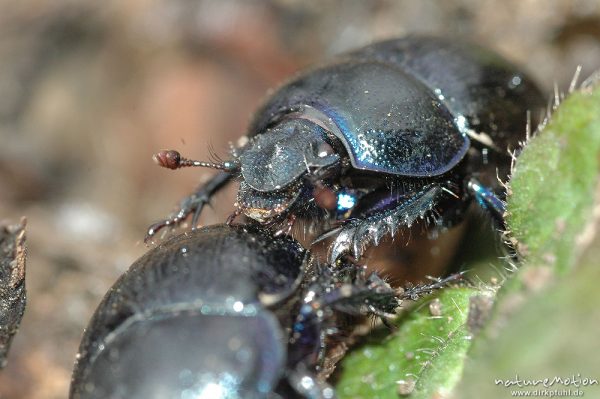 Waldmistkäfer, Anoplotrupes stercorosus, zwei Käfer, Detailansicht Kopf, vielleicht beim Vorspiel zur Paarung, Wald bei Ossenfeld, Ossenfeld (Göttingen), Deutschland