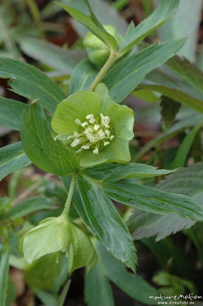 Grüne Nieswurz, Helleborus viridis, Blüten und Laubblätter, Wald bei Ossenfeld, Ossenfeld (Göttingen), Deutschland