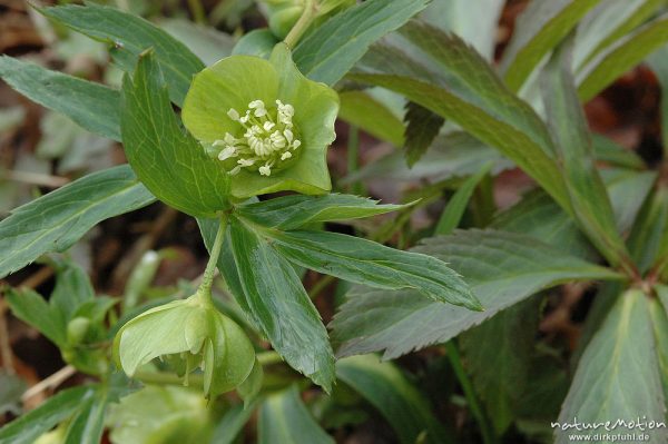 Grüne Nieswurz, Helleborus viridis, Blüten und Laubblätter, Wald bei Ossenfeld, Ossenfeld (Göttingen), Deutschland