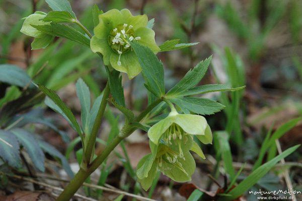 Grüne Nieswurz, Helleborus viridis, Blüten und Laubblätter, Wald bei Ossenfeld, Ossenfeld (Göttingen), Deutschland