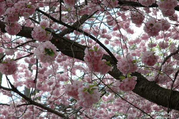 Japanische Blütenkirsche, Prunus serrulata, Rosaceae, in voller Blüte, Humboldt-Allee, Göttingen, Göttingen, Deutschland