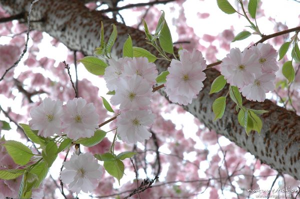 Japanische Blütenkirsche, Prunus serrulata, Rosaceae, in voller Blüte, Humboldt-Allee, Göttingen, Göttingen, Deutschland