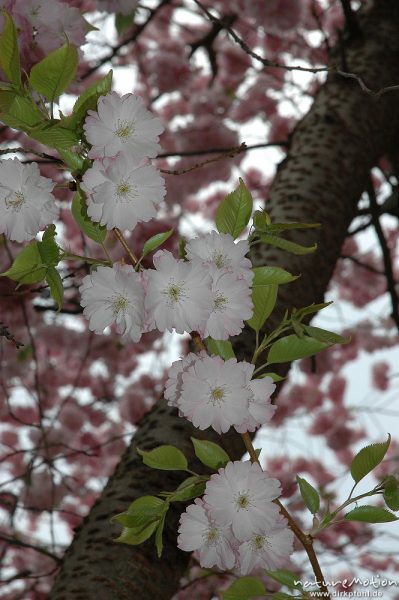 Japanische Blütenkirsche, Prunus serrulata, Rosaceae, in voller Blüte, Humboldt-Allee, Göttingen, Göttingen, Deutschland