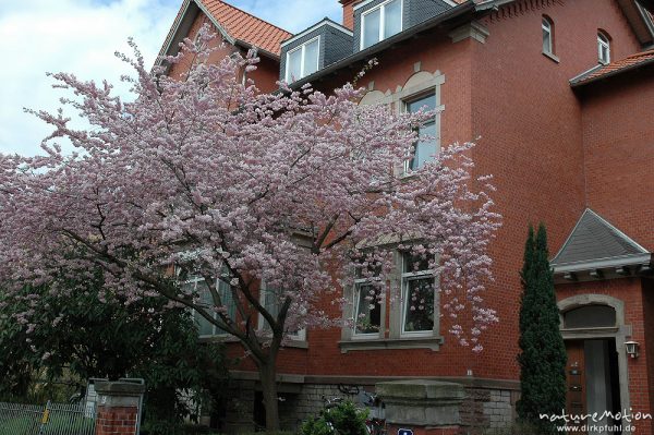 Japanische Blütenkirsche, Prunus serrulata, Rosaceae, in voller Blüte, Humboldt-Allee, Göttingen, Göttingen, Deutschland