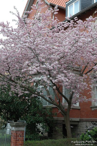 Japanische Blütenkirsche, Prunus serrulata, Rosaceae, in voller Blüte, Humboldt-Allee, Göttingen, Göttingen, Deutschland