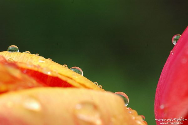 Wassertropfen auf Tulpenblüte, Garten, Göttingen, Deutschland