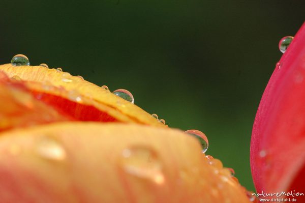 Wassertropfen auf Tulpenblüte, Garten, Göttingen, Deutschland