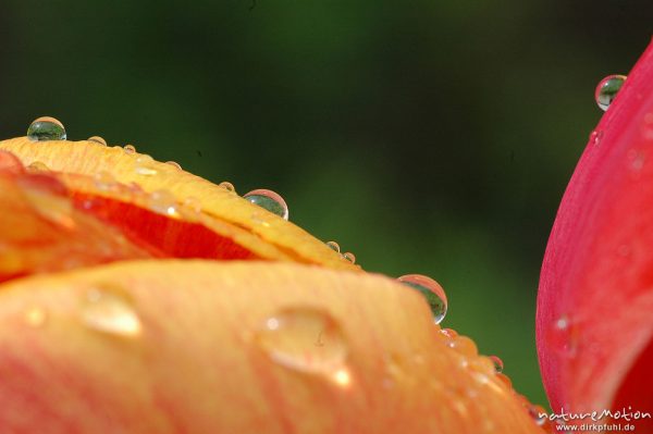 Wassertropfen auf Tulpenblüte, Garten, Göttingen, Deutschland