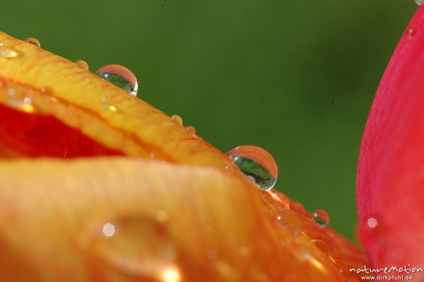 Wassertropfen auf Tulpenblüte, Garten, Göttingen, Deutschland