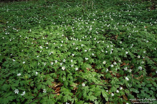 Buschwindröschen, Anemone nemorosa, Ranunculaceae, Teppich von Buschwindröschen, Göttinger Wald, Göttingen, Deutschland