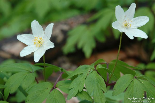 Buschwindröschen, Anemone nemorosa, Ranunculaceae, Göttinger Wald, Göttingen, Deutschland