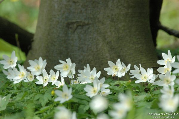 Buschwindröschen, Anemone nemorosa, Ranunculaceae, Göttinger Wald, Göttingen, Deutschland