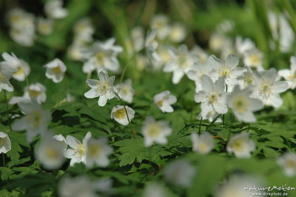 Buschwindröschen, Anemone nemorosa, Ranunculaceae, Göttinger Wald, Göttingen, Deutschland