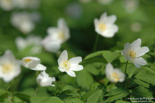 Buschwindröschen, Anemone nemorosa, Ranunculaceae, Göttinger Wald, Göttingen, Deutschland