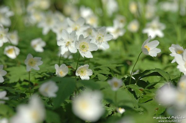 Buschwindröschen, Anemone nemorosa, Ranunculaceae, Göttinger Wald, Göttingen, Deutschland