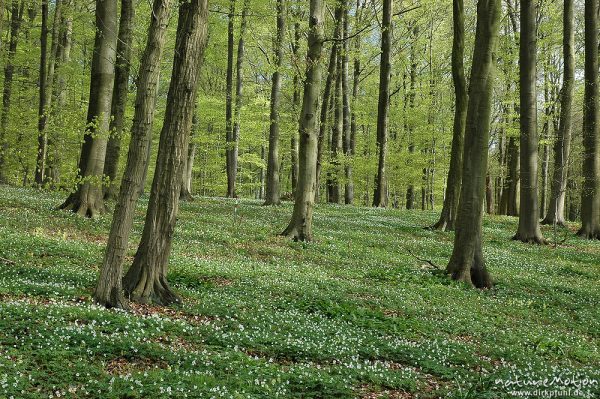 Buschwindröschen, Anemone nemorosa, Teppich inmitten von Buchenwald, Westerberg, Göttingen, Deutschland