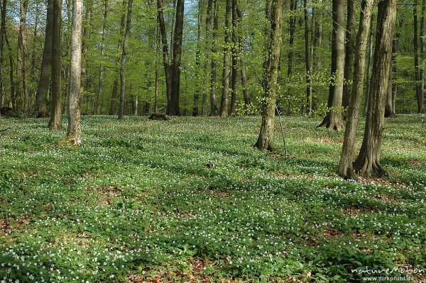 Buschwindröschen, Anemone nemorosa, Teppich inmitten von Buchenwald, Westerberg, Göttingen, Deutschland