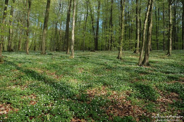 Buschwindröschen, Anemone nemorosa, Teppich inmitten von Buchenwald, Westerberg, Göttingen, Deutschland