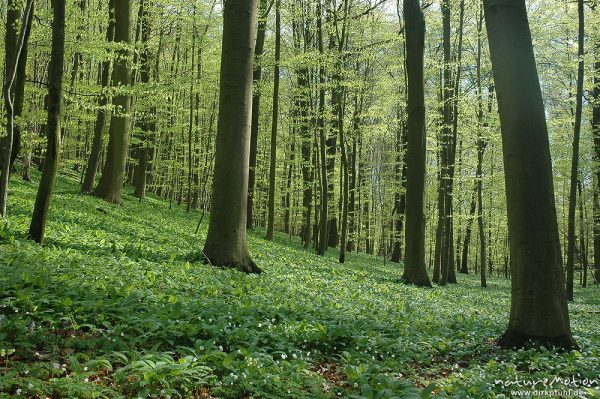 Bärlauch in Blüte, Allium ursinum, Teppich inmitten von Buchenwald, Westerberg, Göttingen, Deutschland