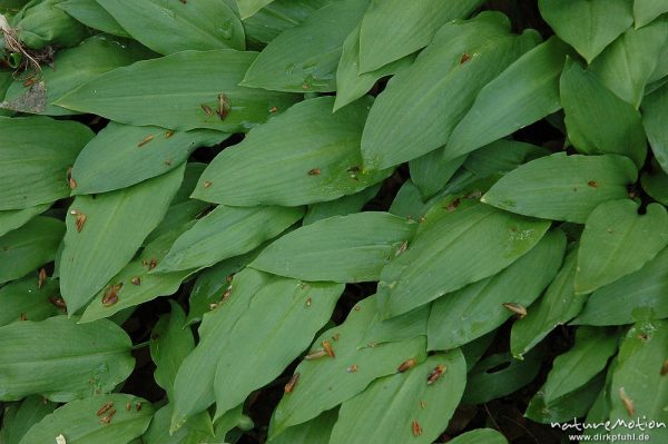 Bärlauch, Allium ursinum, Blätter mit herabgefallenen Knospenhüllblättern von Buchentrieben, Westerberg, Göttingen, Deutschland