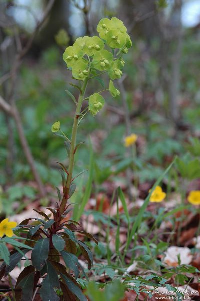 Mandelblättrige Wolfsmilch, Euphorbia amygdaloides, Blüten, Westerberg, Göttingen, Deutschland