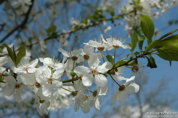 Kirschblüte, blühende Kirschzweige gegen Himmel, Kirschplantagen bei Witzenhausen, Witzenhausen, Deutschland