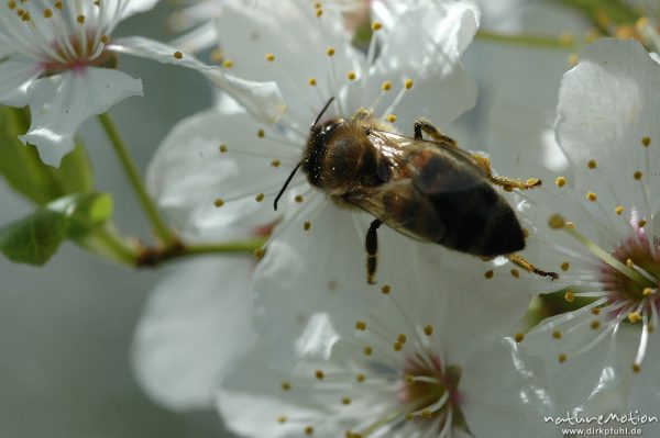 Honigbiene, Apis mellifera, auf Kirschblüte, Witzenhausen, Deutschland