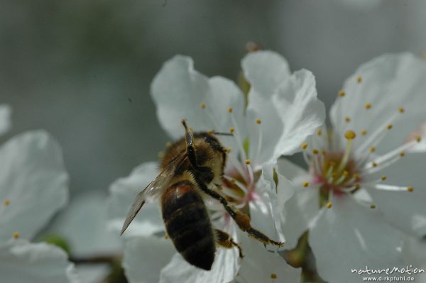 Honigbiene, Apis mellifera, auf Kirschblüte, Witzenhausen, Deutschland