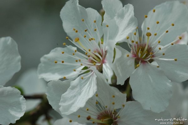 Traubenkirsche, Prunus padus, Rosaceae, Kirschblüte, Staubblätter und Narbe, Kirschplantagen bei Witzenhausen, Witzenhausen, Deutschland