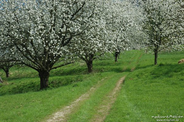 Weg zwischen blühenden Kirschbäumen, Kirschplantagen bei Witzenhausen, Witzenhausen, Deutschland