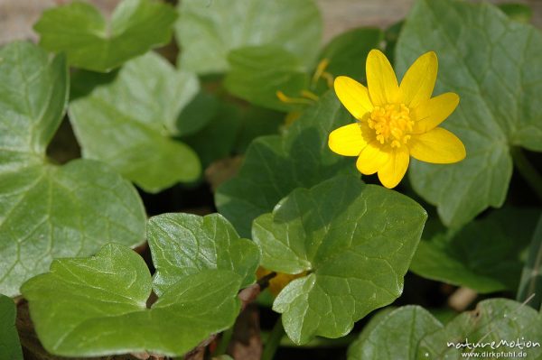 Scharbockskraut, Ranunculus vicaria, Blüte und Blätter, Witzenhausen, Deutschland