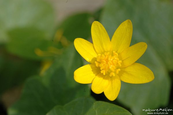 Scharbockskraut, Ranunculus vicaria, Blüte, Witzenhausen, Deutschland