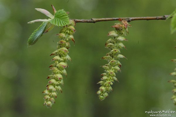 Hainbuche, Carpinus betulus, Blütenstände und frische Blatttriebe, Witzenhausen, Deutschland