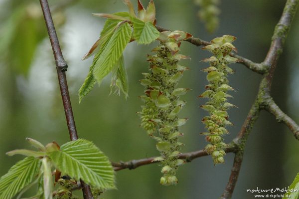 Hainbuche, Carpinus betulus, Blütenstände und frische Blatttriebe, Witzenhausen, Deutschland