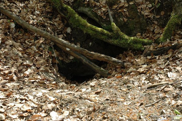 Fuchsbau im Frühlingswald, Witzenhausen, Deutschland