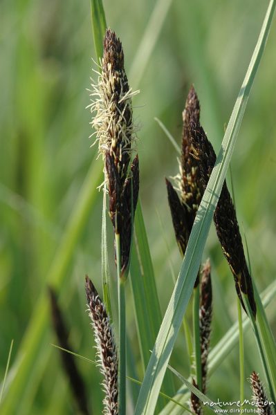 Wiesen-Fuchsschwanz, Alopecurus pratensis, Ähre mit heraushängenden Staubfäden, Weide, Seeburger See, Deutschland