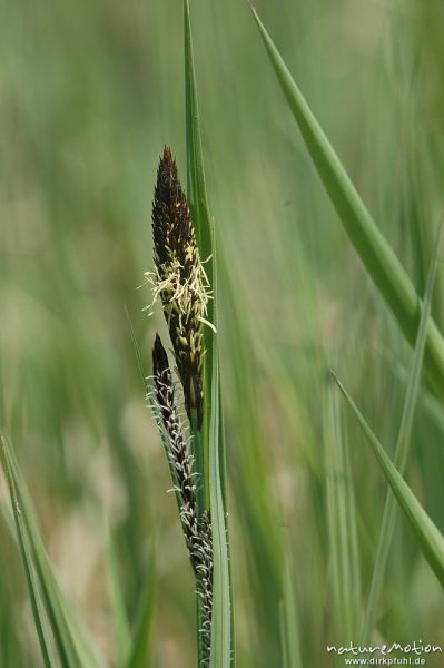 Wiesen-Fuchsschwanz, Alopecurus pratensis, Ähre mit heraushängenden Staubfäden, Weide, Seeburger See, Deutschland