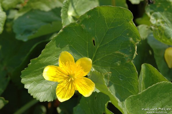 Sumpfdotterblume, Caltha palustris, Blüte und Blätter, Seeburger See, Deutschland