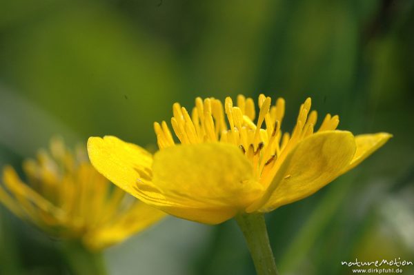 Sumpfdotterblume, Caltha palustris, Blüte mit Staubfäden, Seeburger See, Deutschland