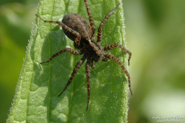 Wolfsspinne, Pardosa spec. (?), Weibchen auf Pestwurz-Blatt, Seeburger See, Deutschland