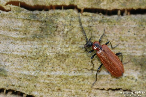 Kleiner Feuerkäfer, Schizotus pectinicornis, an Totholz, Buntkäfer - Cleridae, Seeburger See, Deutschland