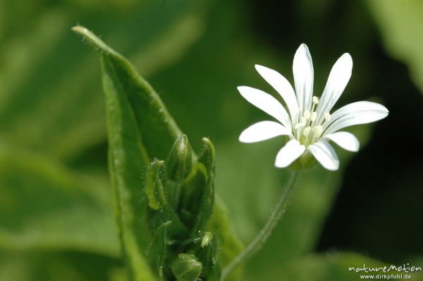 Hain-Sternmiere, Stellaria nemorum, Caryophyllaceae, Blüte und Blätter, Weide, Seeburger See, Deutschland