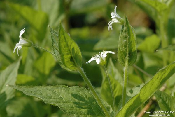 Hain-Sternmiere, Stellaria nemorum, Caryophyllaceae, Blüte und Blätter, Weide, Seeburger See, Deutschland