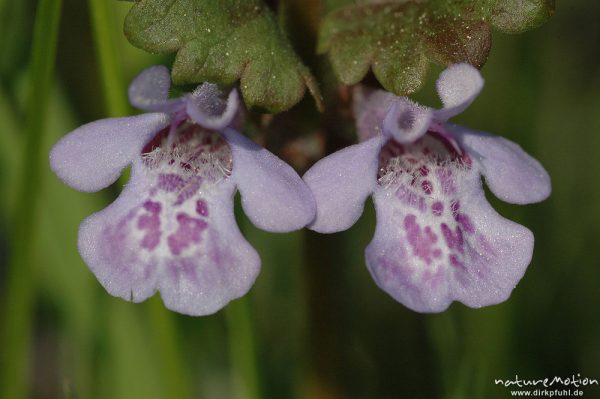 Gundermann, Glechoma hederacea, Lamiaceae, Blüte, Stengel und Blätter, Seeburger See, Deutschland