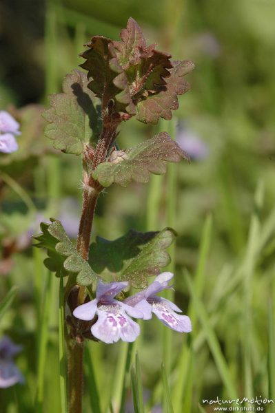 Gundermann, Glechoma hederacea, Lamiaceae, Blüte, Stengel und Blätter, Seeburger See, Deutschland