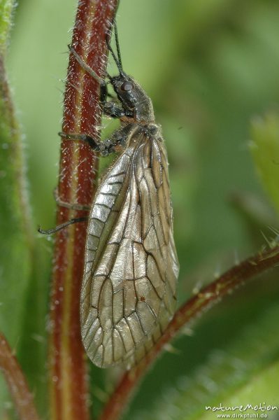 Schlammfliege, Sialis spec., Imago an Pflanzenstengel, Seeburger See, Deutschland