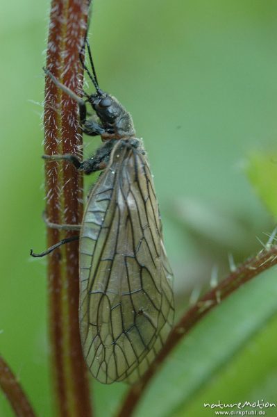 Schlammfliege, Sialis spec., Imago an Pflanzenstengel, Seeburger See, Deutschland