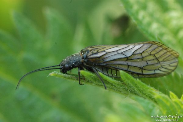 Schlammfliege, Sialis spec., Imago an Brennessel, Seeburger See, Deutschland