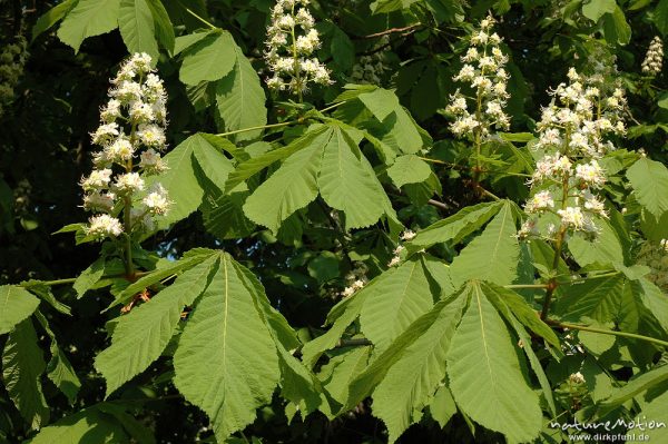 Rosskastanie, Aesculus hippocastanum, Hippocastanaceae, Blütenstände und Blätter, Göttingen, Deutschland